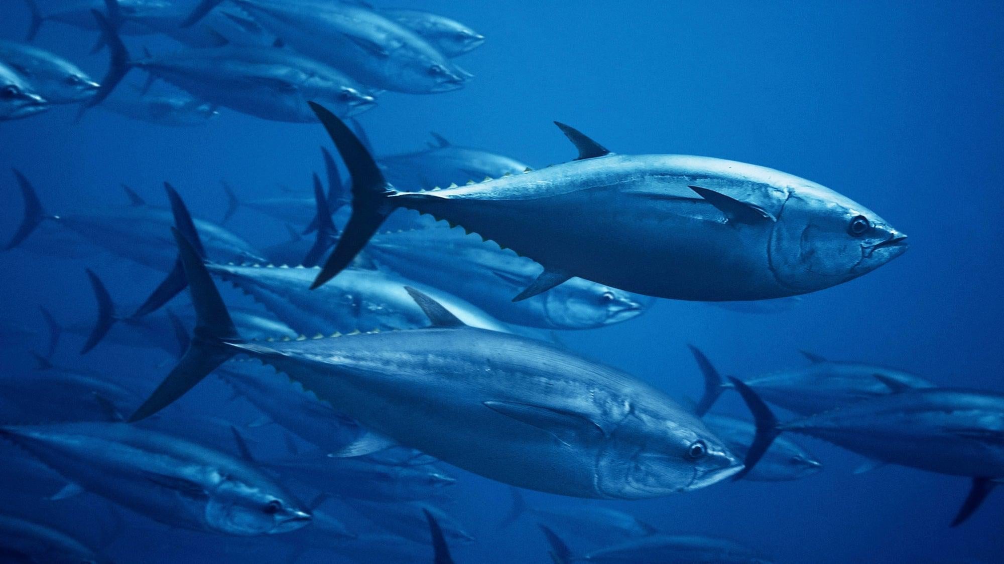 Everything You Need to Know About Maguro Tuna – A Beginner's Guide