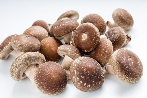 Shiitake: The Very Common Mushroom in Japanese Cuisine – Japanese Taste