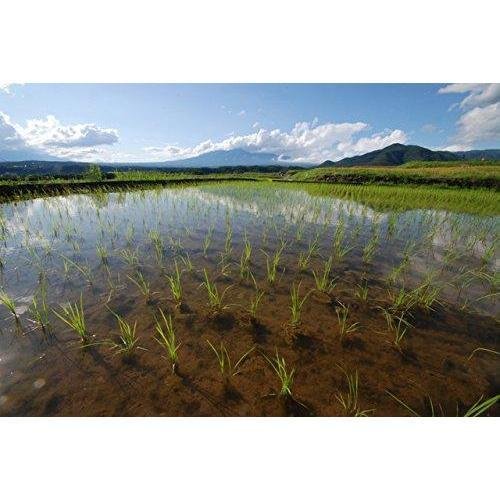 Kuromai Japanese Black Rice 450g