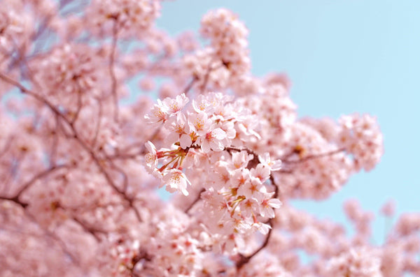 The Ultimate Guide to Throwing a Japanese-style Hanami Party to Remember!-Japanese Taste