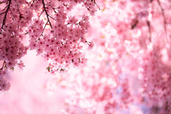 Cherry Blossom Forecast In Japan: Best Spots & Travel Tips Updated Annually-Japanese Taste