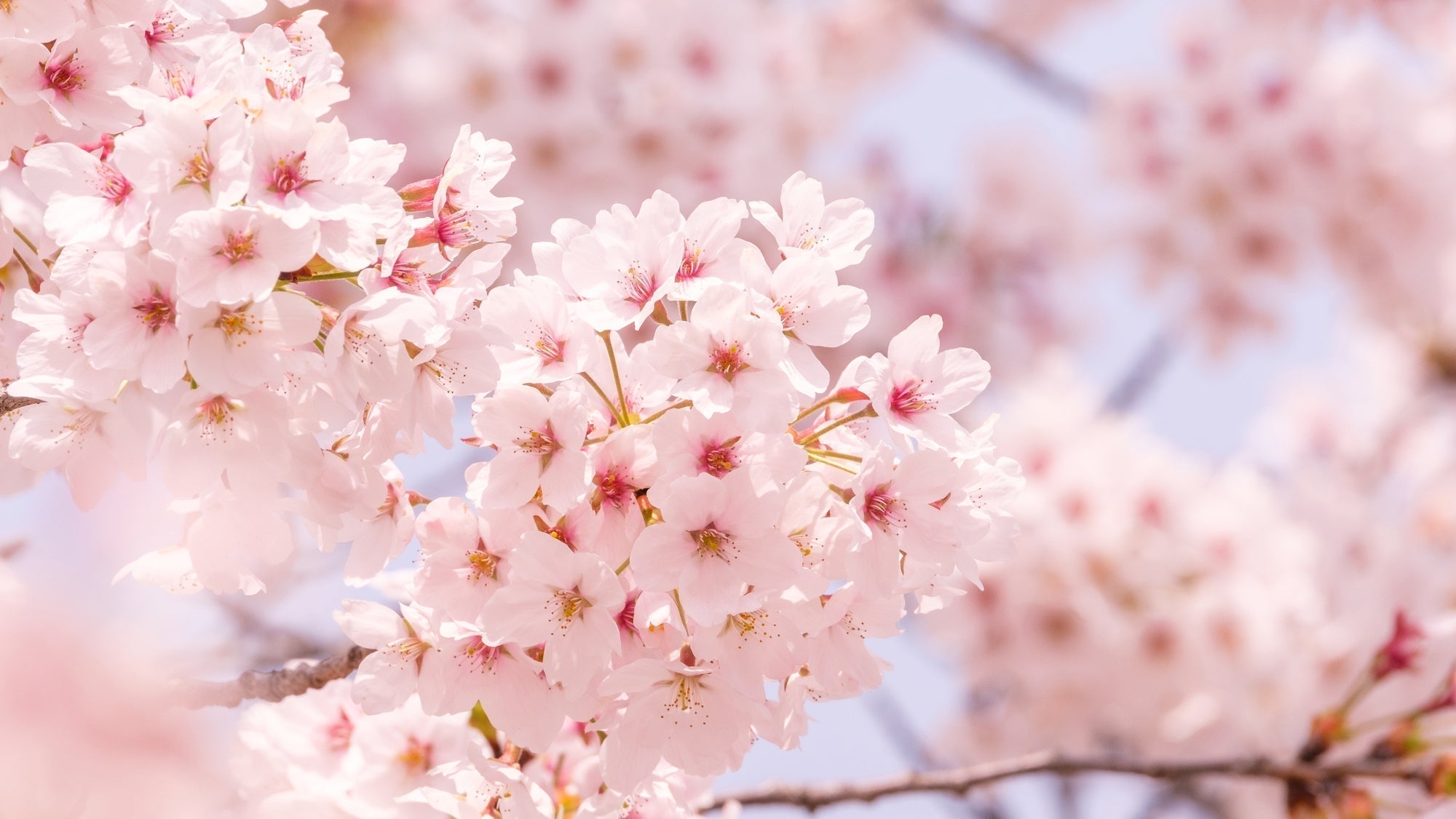 Annual Japan Cherry Blossom Forecast: Best Spots To Visit & Tips
