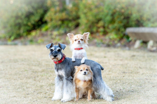 Dogs In Japan: How Japanese Dog Enthusiasts Choose & Care For Their Canine Friends