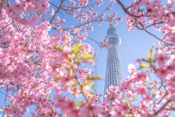 Hanami - The Best Spots For Cherry Blossom Viewing in Tokyo