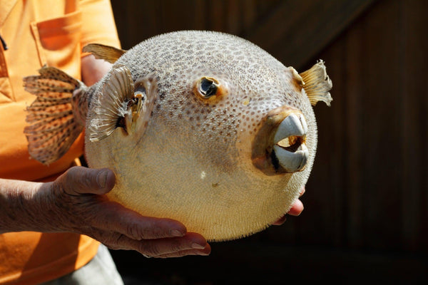 Fugu: The Famed Fish For Bold Culinary Adventurers