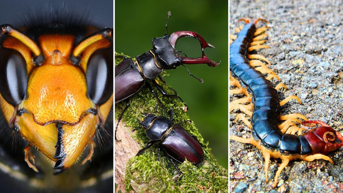 Mashi Insect Japanese Insects Guide: Meet the 10 Most Common Mushi in Japan