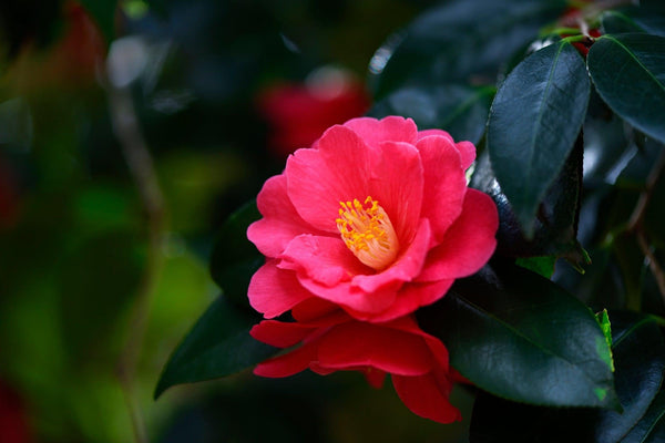 The Enchanting Japanese Camellia: Ancient Beauty Secrets You Need To Know About!