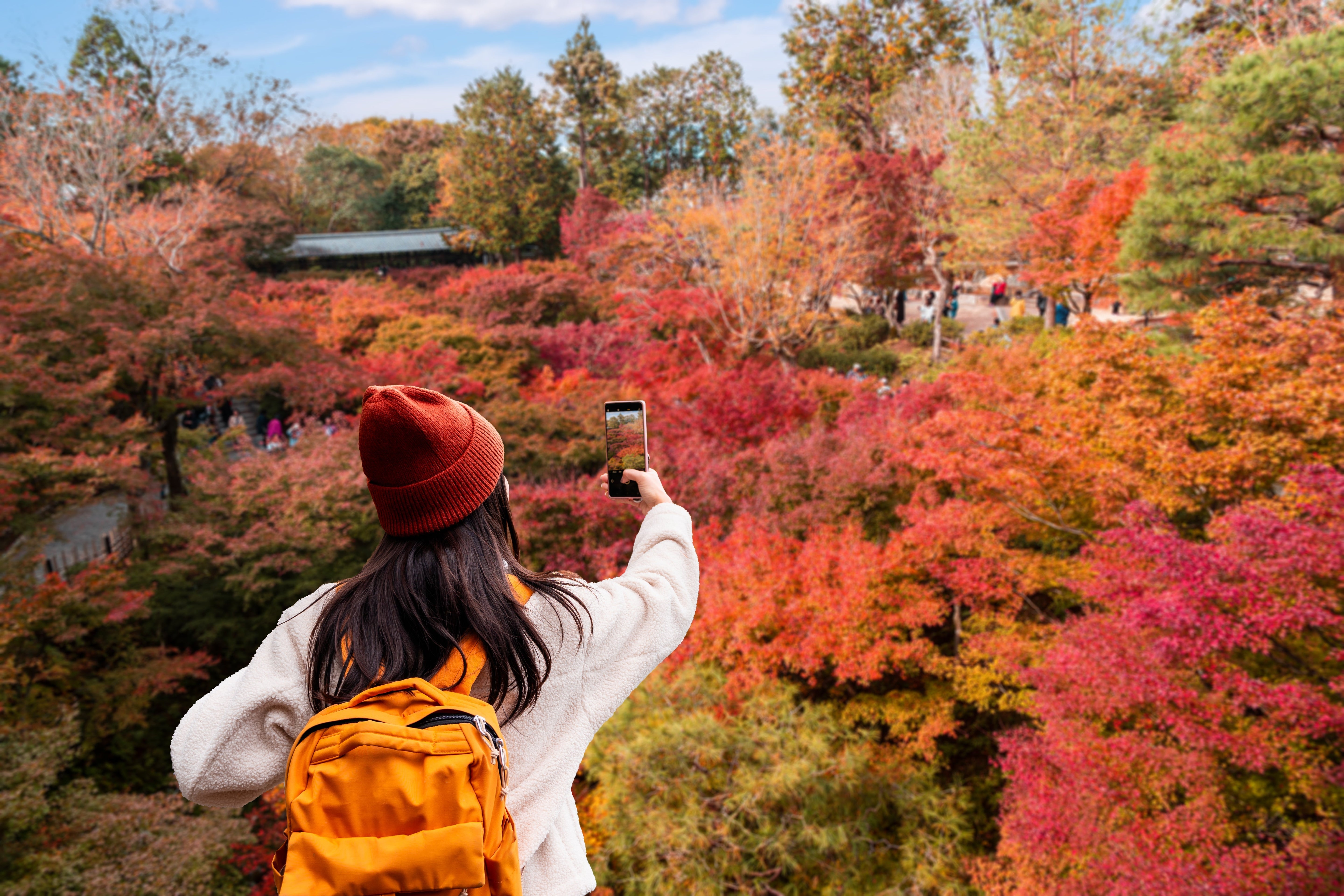 Kyoto Fall Foliage Calendar Updated Yearly: Top Autumn Viewing Spots & Illuminations