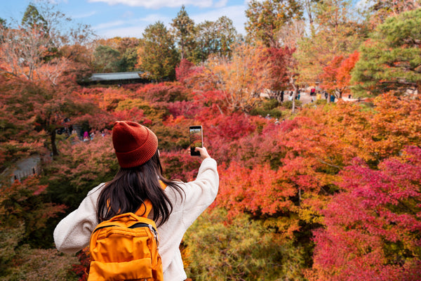 Kyoto Fall Foliage Calendar Updated Yearly: Top Autumn Viewing Spots & Illuminations