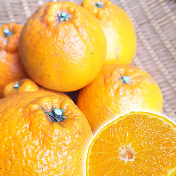 Chikyubatake Organic Handmade Shiranui Citrus Marmalade Jam 140g