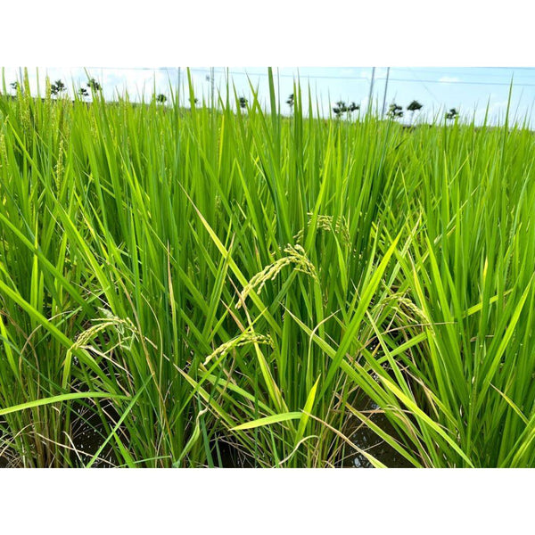 Sugiura Aizakura Hon Mirin 3 Years Aged Naturally Cultivated Sweet Rice Seasoning 300ml, Japanese Taste